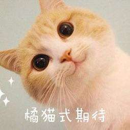 2020年，這4款手機值得期待，可以開始存錢了！